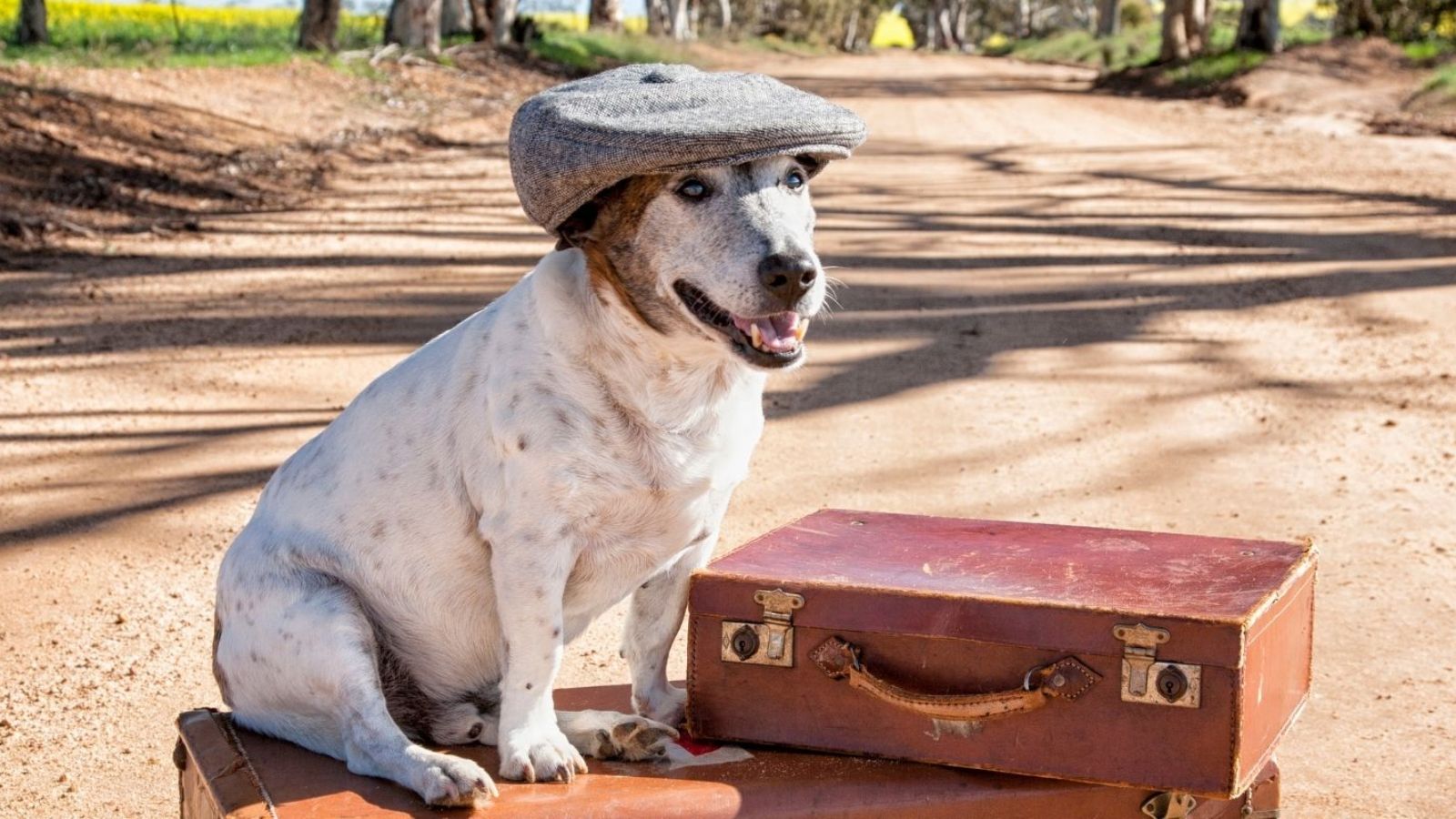 Como viajar com animais de estimação para a Europa - Kezuca